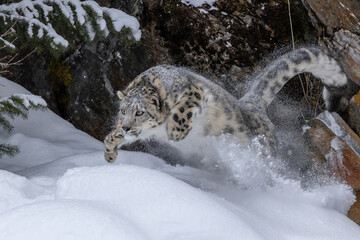 USA, Montana. Leaping captive snow leopard in winter. - obrazy, fototapety, plakaty