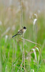 春の草原で囀る、小さな美しい野鳥コジュリン