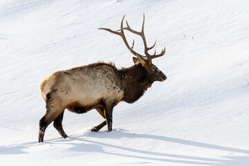 Naklejka na ściany i meble USA, Wyoming, Yellowstone National Park. Lone bull elk in snow