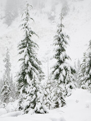 Washington State, Central Cascades. Snow covered fir trees