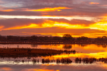 Fototapeta na wymiar USA, New Mexico, Bosque Del Apache National Wildlife Refuge. Sunrise reflections on ponds.