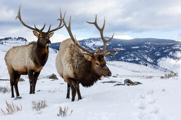 Naklejka na ściany i meble USA, Wyoming, Yellowstone National Park. Pair of bull elk in snow