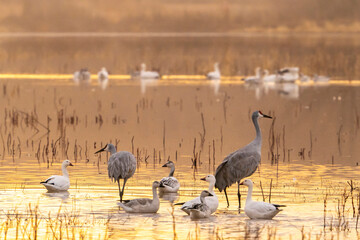 USA, New Mexico, Bosque Del Apache National Wildlife Refuge. Sandhill cranes and snow geese in...