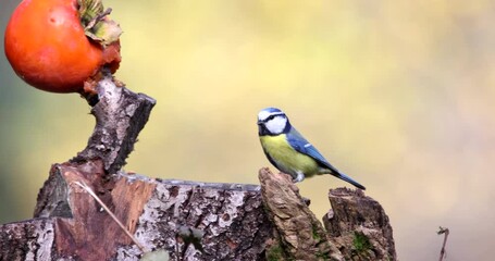Eurasian Blue Tit Cyanistes Caeruleus bird animal perched on a tree stump looking for larvae and flying away slow motion close up