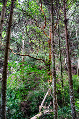 秋の熊本県八代市の竜峰山自然公園の風景