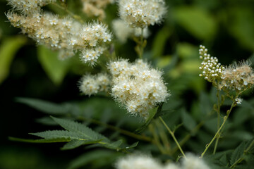 Sorbaria sorbifolia shrub