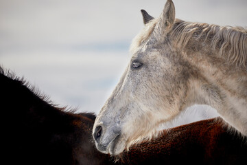 Close Up of a White Horse's Head with a Bay Horse Silhouette behind it