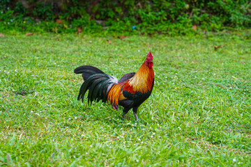 Colorful bantam chicken walk on grass 