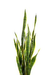 close up of dracaena trifasciata (Sansevieria laurentii or Snake Plant)