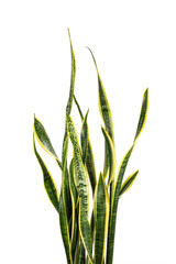 close up of dracaena trifasciata (Sansevieria laurentii or Snake Plant)
