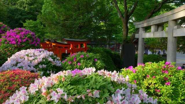 oriental summer garden in bloom in Japan, blooming azalea flowers in a Japanese garden in Tokyo, dreamy garden landscape