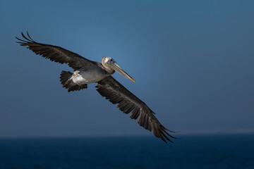 2022-08-16 A BROWN PELICAN IN FLIGHT WITH WINGS SPREAD ONVE THE PACIFIC OCEAN NEAR THELA JOLLA COVE