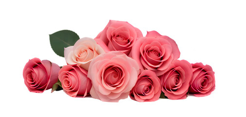 pink roses isolated on white background for card, postcard, banner or backdrop. generative ai