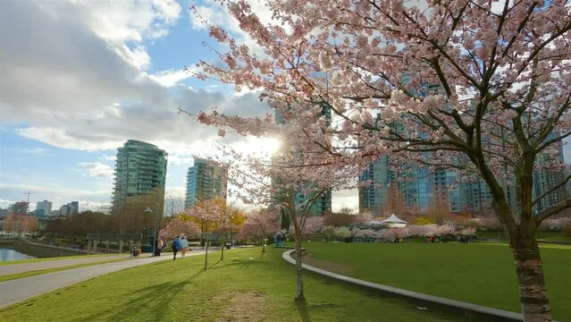 Cherry Blossom in False Creek, Downtown Vancouver, British Columbia, Canada. Cloudy Sunset Sky in the City. Slow Motion