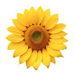 sunflower isolated on white background. Generative ai