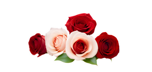 red and pink rose isolated on white background. Generative ai