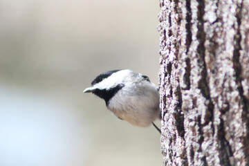 Fototapeta premium Chickadee on a tree 