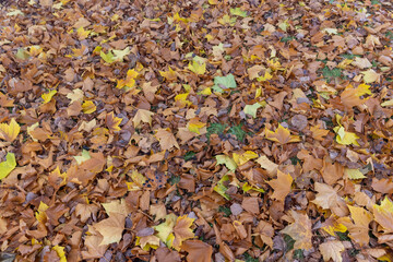 The yellowed foliage of deciduous trees that fell to the ground