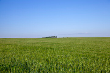 Agricultural field with a large number of green cereals