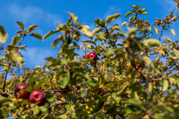 Ripe apples hang on the branches of a tree in the autumn season