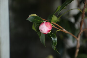 Camellia 
