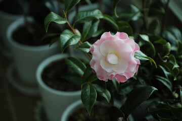 Camellia 'Buttons and bows'