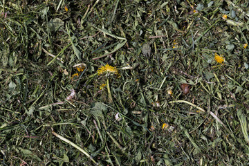 mown sluggish and dry yellow blooming dandelions in the spring season