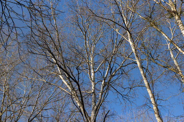 Fototapeta premium birch tree without foliage in the spring season