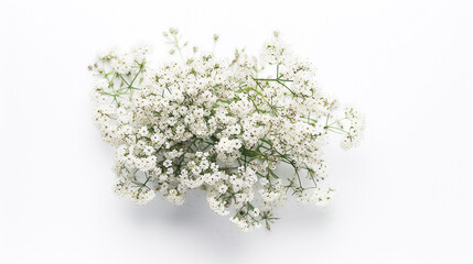 White gypsophila flowers on white background