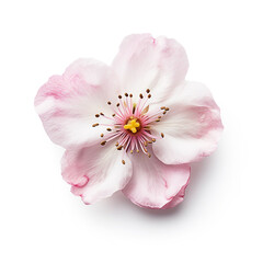 Naklejka na ściany i meble Cherry blossom on white background. Generative AI image