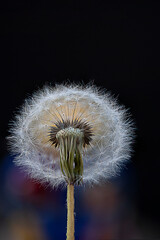 A Dandelion spore in a sliver crown
