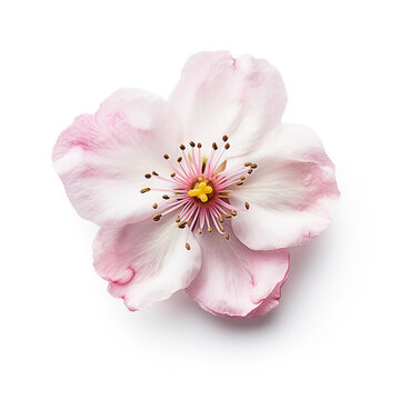 Cherry blossom on white background. Generative AI image
