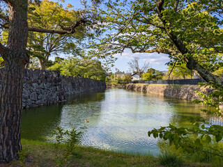 Fototapeta na wymiar 新緑の松本城　堀と石垣