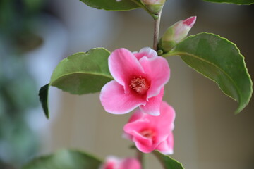 Obraz premium Pink Camellia 