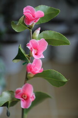 Pink Camellia 