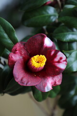 Black Camellia 