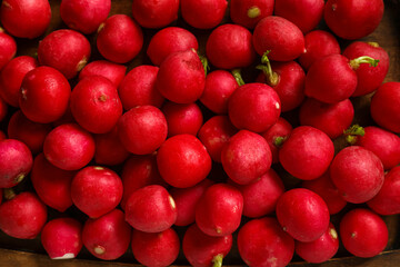 Fresh ripe radish as background, closeup