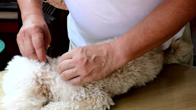 Person applying ticks, lice and mites control medicine on poodle pet dog with long fur