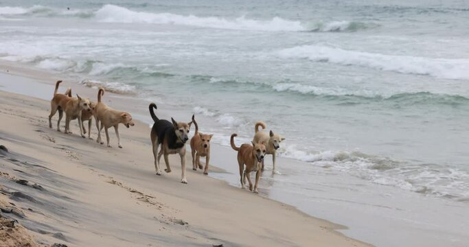 Homeless dogs run along the beach among the waves.
