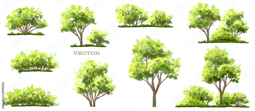 Wall mural vector watercolor of tree side view isolated on white background for landscape and architecture draw