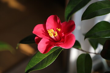 Red Camellia 