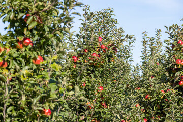 Apple orchard with red ripe apples hanging on branches
