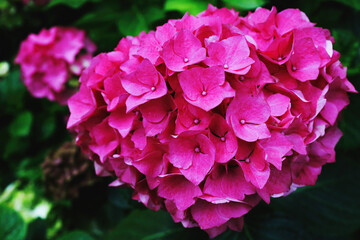 Pink hydrangeas bloom in the garden