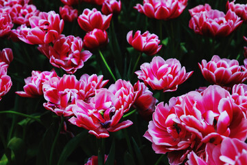 tulips bloom in the garden