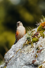 Blick in die Kamera: Alpenbraunelle