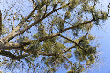 Trees covered with the mistletoe parasite in early spring