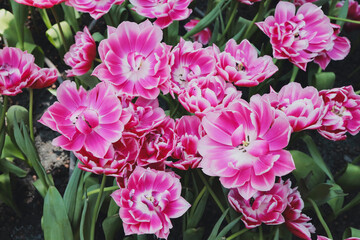 tulips are blooming in the garden