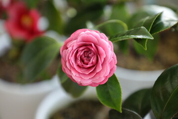 Camellia 