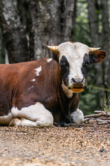 Toro acostado descansando en el bosque, gran toro intimidante en el camino