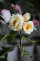 Yellow Camellia 